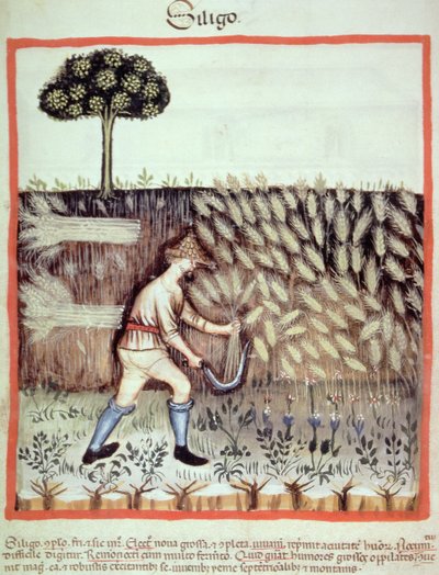 Gathering the Winter Grain (illustration from Tacuinum Sanitatis Codex Vindobonensis) by Italian School